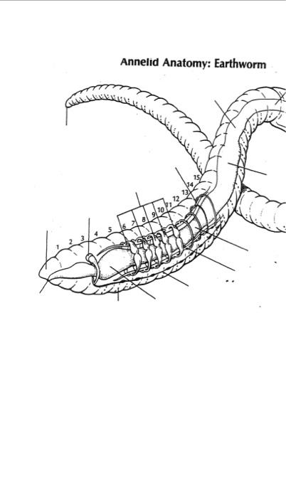 Annelid Anatomv Farthworm 1