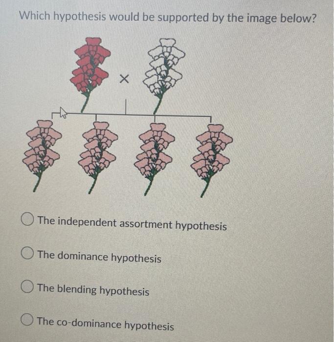Which Hypothesis Would Be Supported By The Image Below The Independent Assortment Hypothesis The Dominance Hypothesis T 1
