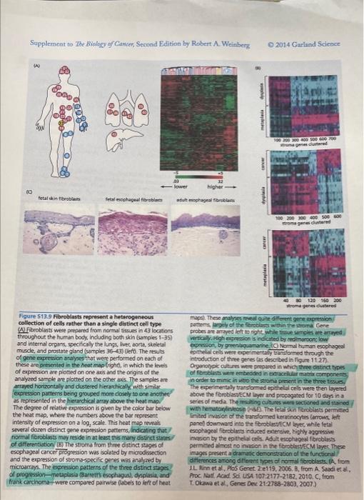 Supplement To The Biology Of Canter Second Editron By Robert A Weinberg Q2014 Gatand Science A 10 1