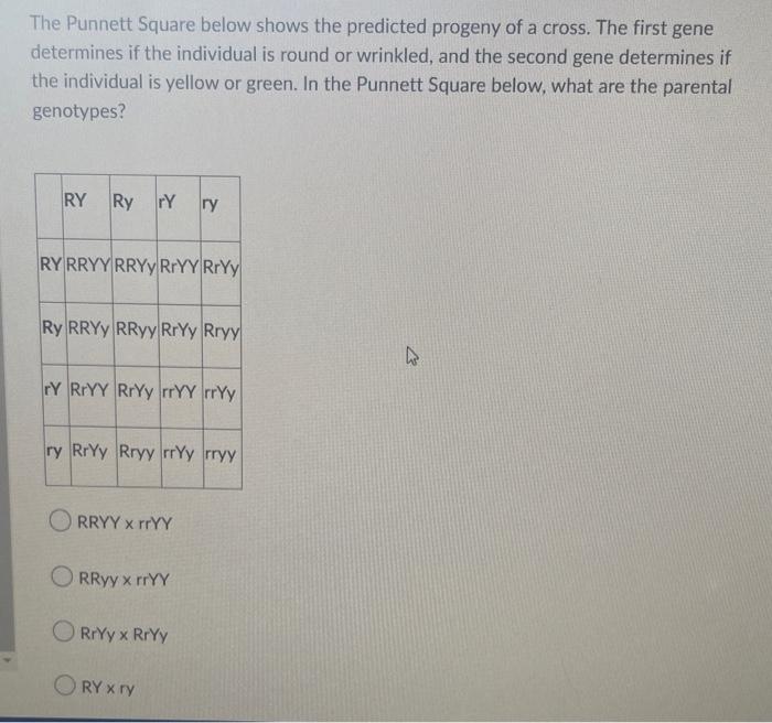 The Punnett Square Below Shows The Predicted Progeny Of A Cross The First Gene Determines If The Individual Is Round Or 1