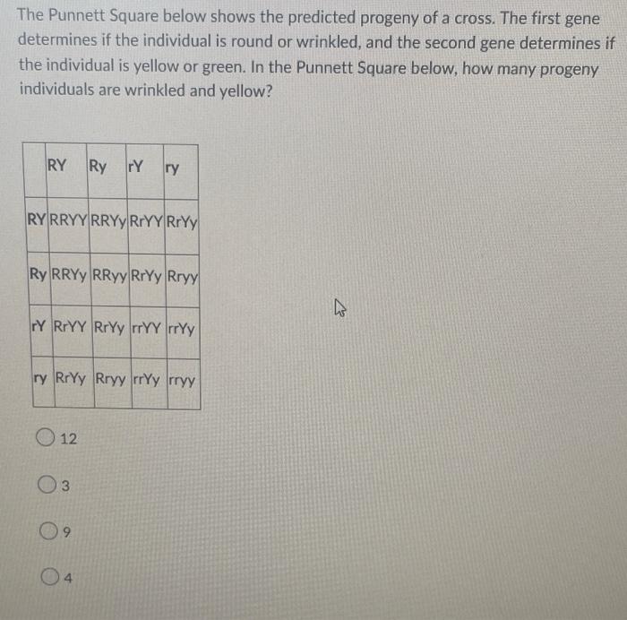The Punnett Square Below Shows The Predicted Progeny Of A Cross The First Gene Determines If The Individual Is Round Or 1