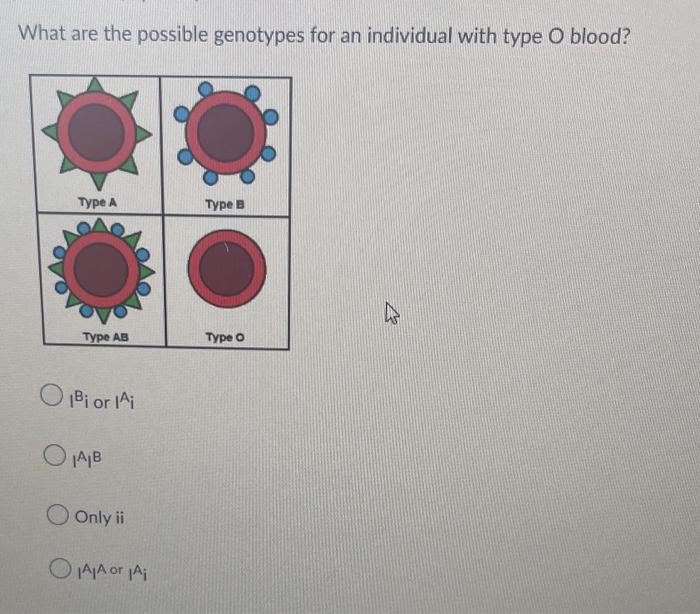 The Punnett Square Below Shows The Predicted Progeny Of A Cross The First Gene Determines If The Individual Is Round Or 2