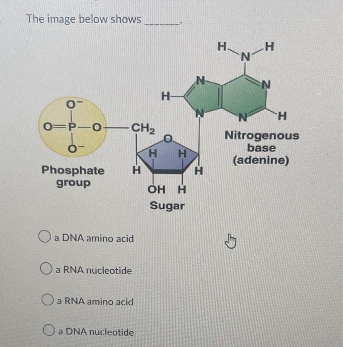 In The Cross Below Half Of The Progeny Would Be Expected To Develop Huntington S Disease True False The Image Below S 2