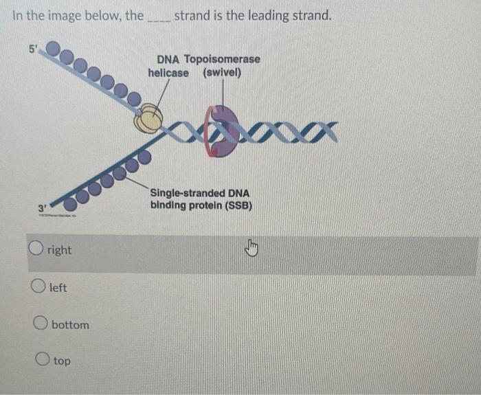 In The Image Below The Strand Is The Leading Strand Right M Left Bottom Top 1