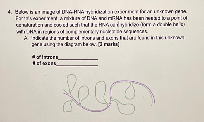 4 Below Is An Image Of Dna Rna Hybridization Experiment For An Unknown Gene For This Experiment A Mixture Of Dna And 1
