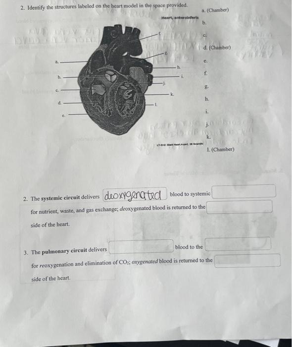 2 Identify The Structures Iabeled On The Heart Model In The Space Provided A Chamber Meart Anterolriferlo B C D 1
