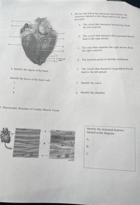 4 Review The Folbowing Statements And Identify The Structuret Labeled Enn The Threptseat In The Space Provided A The V 1