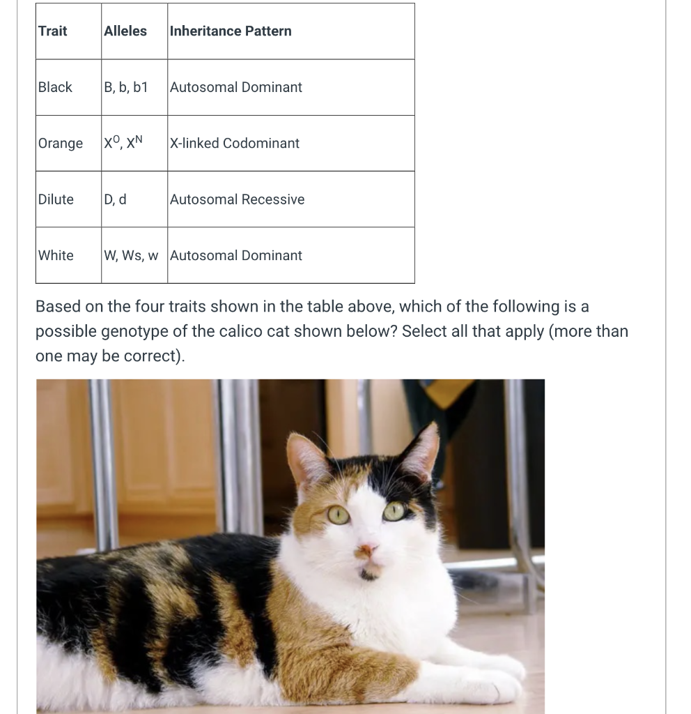 Based On The Four Traits Shown In The Table Above Which Of The Following Is A Possible Genotype Of The Calico Cat Shown 1