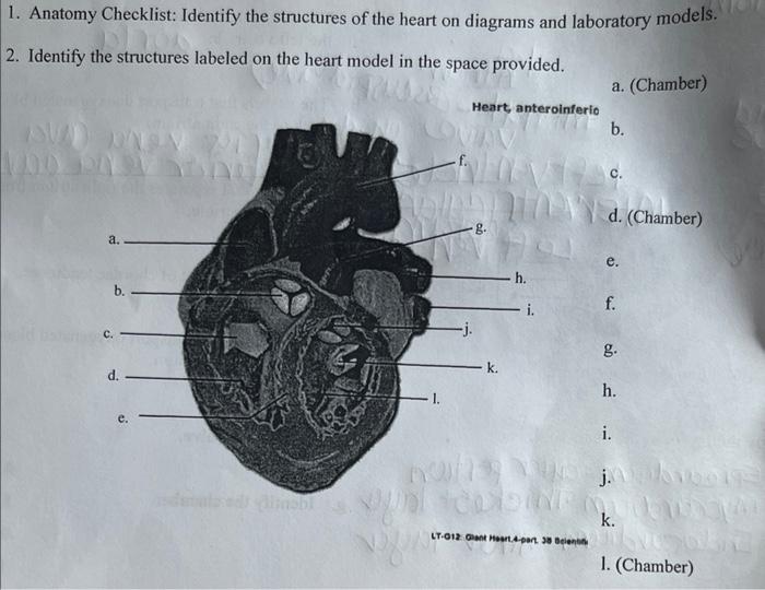 1 Anatomy Checklist Identify The Structures Of The Heart On Diagrams And Laboratory Models 2 Identify The Structures 1