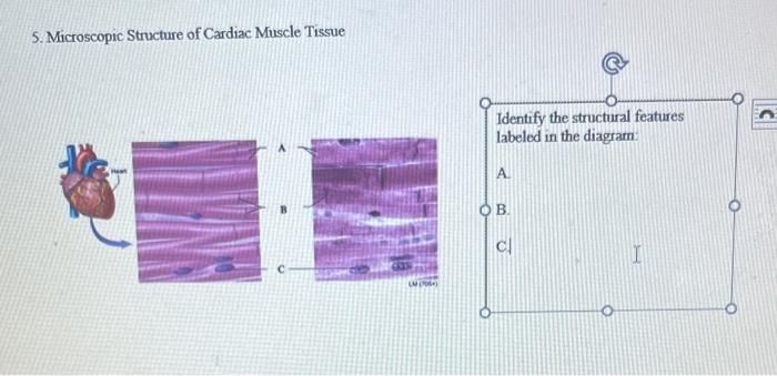 5 Microscopic Structure Of Cardiac Muscle Tissue 1