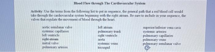 Blood Flow Through The Cardiovascular System Activity Use The Terms From The Following List To Put In Sequence The Gen 2