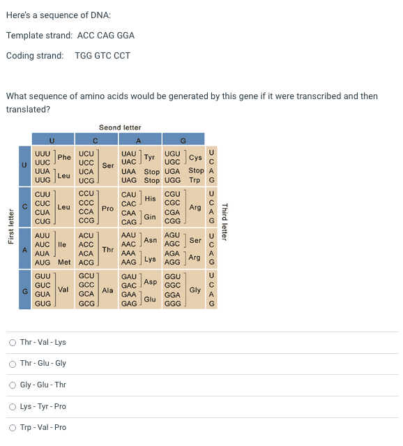 What Sequence Of Amino Acids Would Be Generated By This Gene If It Were Transcribed And Then Translated Thr Val Lys 1