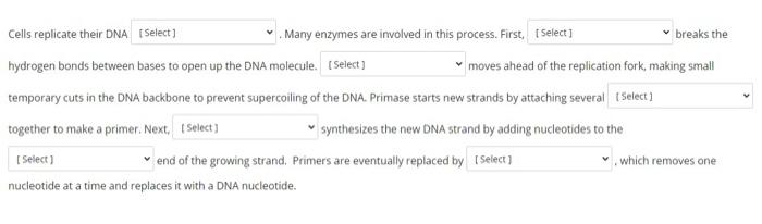 Cells Replicate Their Dna Many Enzymes Are Imvolved In This Process First Breaks The Hydrogen Bonds Between Bases To 1