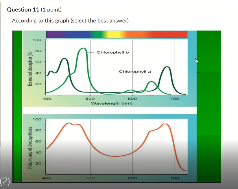 According To This Graph Select The Best Answer Chlorophylls Absorbs Well In Approximately The 450 490 Nm Range And The 1