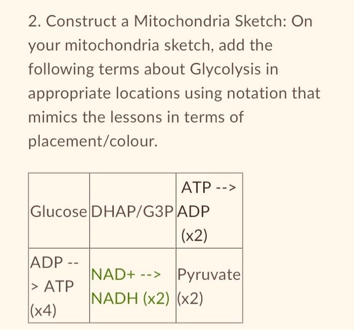 2 Construct A Mitochondria Sketch On Your Mitochondria Sketch Add The Following Terms About Glycolysis In Appropriate 1