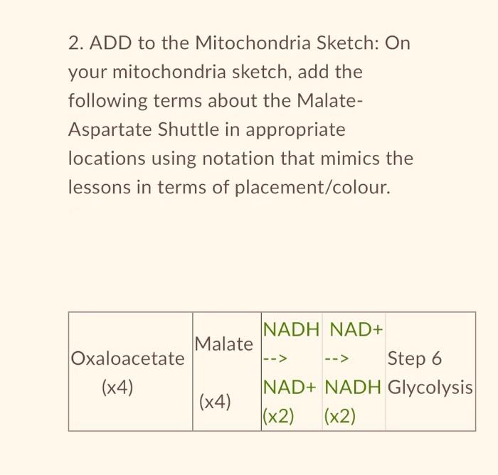 2 Construct A Mitochondria Sketch On Your Mitochondria Sketch Add The Following Terms About Glycolysis In Appropriate 2