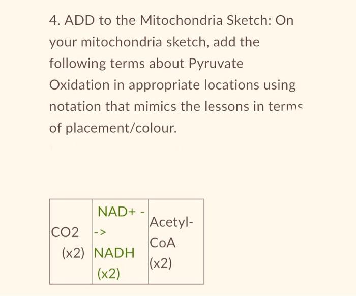 2 Construct A Mitochondria Sketch On Your Mitochondria Sketch Add The Following Terms About Glycolysis In Appropriate 3