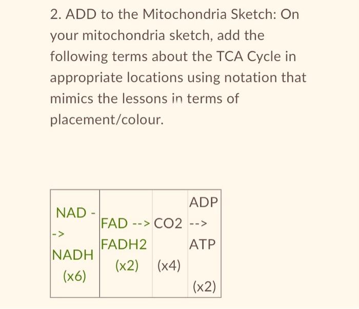 2 Construct A Mitochondria Sketch On Your Mitochondria Sketch Add The Following Terms About Glycolysis In Appropriate 4