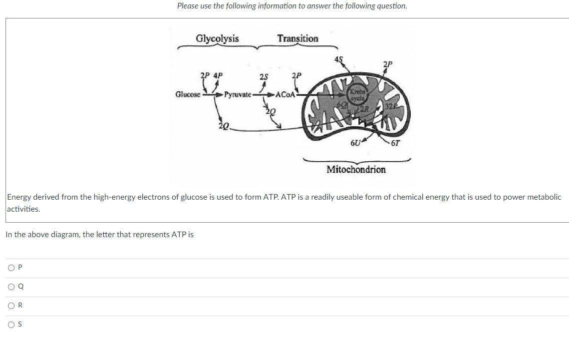 Energy Derived From The High Energy Electrons Of Glucose Is Used To Form Atp Atp Is A Readily Useable Form Of Chemical 1