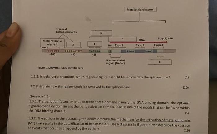 1 2 In Eukaryotic Organisms Which Region In Figure 1 Would Be Removed By The Spliceosome 1 2 3 Explain How The Regio 1