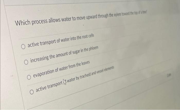Active Transport Of Water Into The Root Cells Increasing The Amount Of Sugar In The Phloem Evaporation Of Water From The 1