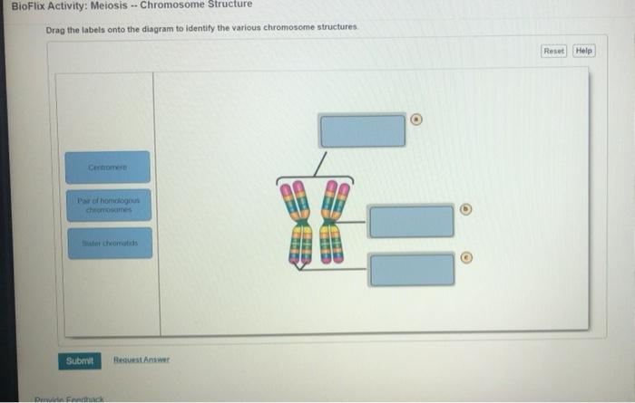 Drag The Labels Onto The Diagram To Identify The Various Chromosome Structures 1