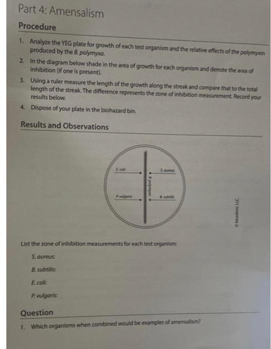 Part 4 Amensalism Be Sure To Have Read The Introduction For Part 4 As Well As Procedure 12 4 On Page 178 Read Through 3