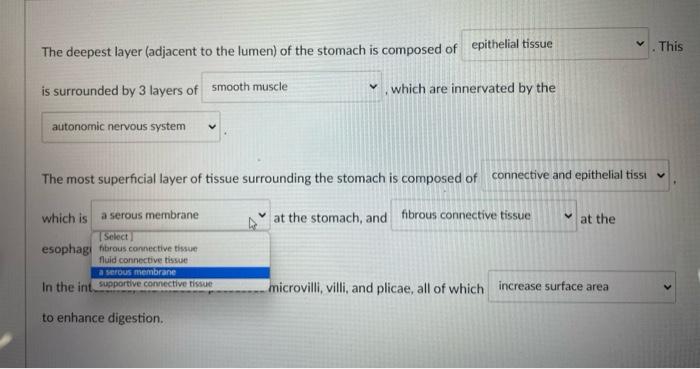 The Deepest Layer Adjacent To The Lumen Of The Stomach Is Composed Of This Is Surrounded By 3 Layers Of Which Are Inne 3