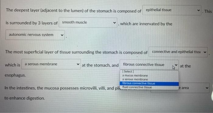 The Deepest Layer Adjacent To The Lumen Of The Stomach Is Composed Of This Is Surrounded By 3 Layers Of Which Are Inne 5