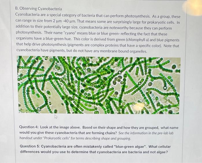 B Observing Cyanobacteria Cyanobacteria Are A Special Category Of Bacteria That Can Perform Photosynthesis As A Group 1