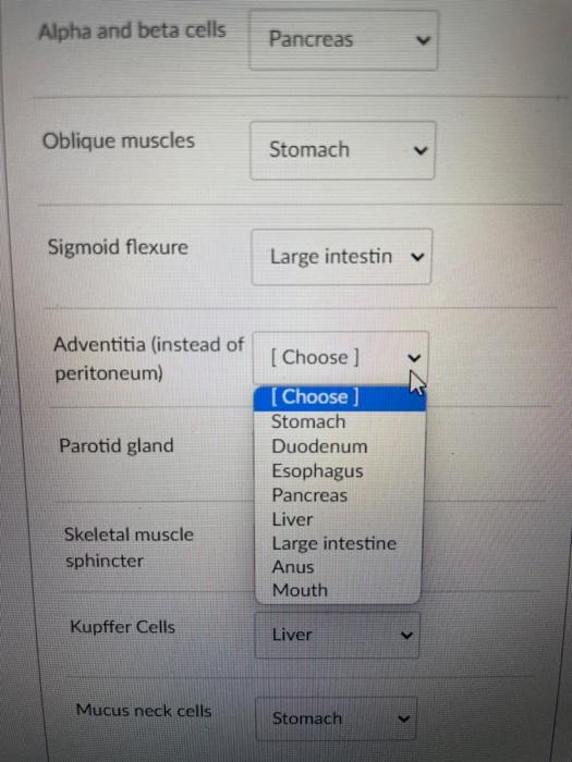 Alpha And Beta Cells Oblique Muscles Sigmoid Flexure Adventitia Instead Of Peritoneum Parotid Gland Skeletal Muscle Sp 1