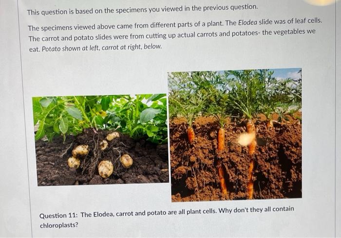 This Question Is Based On The Specimens You Viewed In The Previous Question The Specimens Viewed Above Came From Differ 1