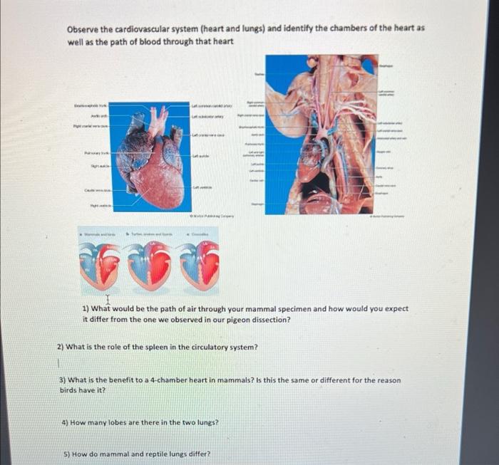 Observe The Cardiovascular System Heart And Lungs And Identify The Chambers Of The Heart As Well As The Path Of Blood 1