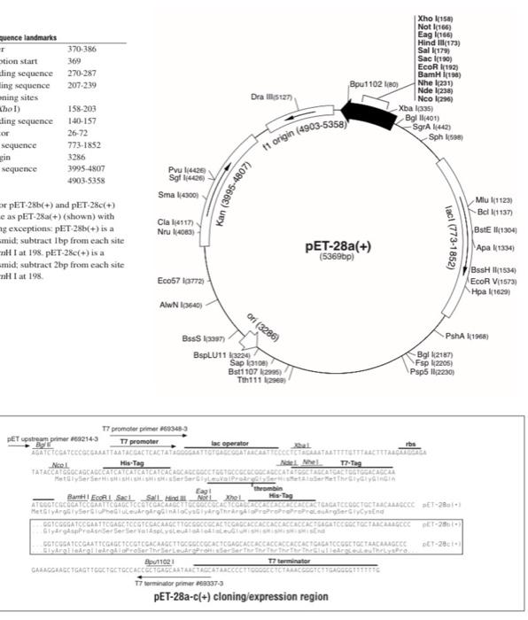 At Pet 28bc And Pet 28c T E As Pit 28a T Shown With Hg Cxceptions Pet 28b Is A Imaid Subtract 1 Bp From Ea 1