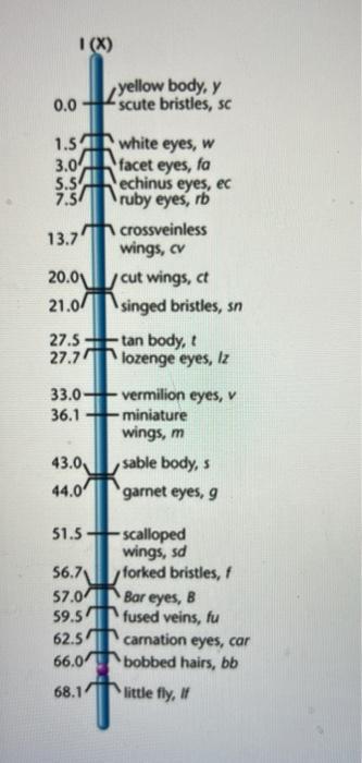 3 Loci B Dominant Sd Recessive And T Recessive Are Located On The X Chromosome As Follows With Appropriate Po 1