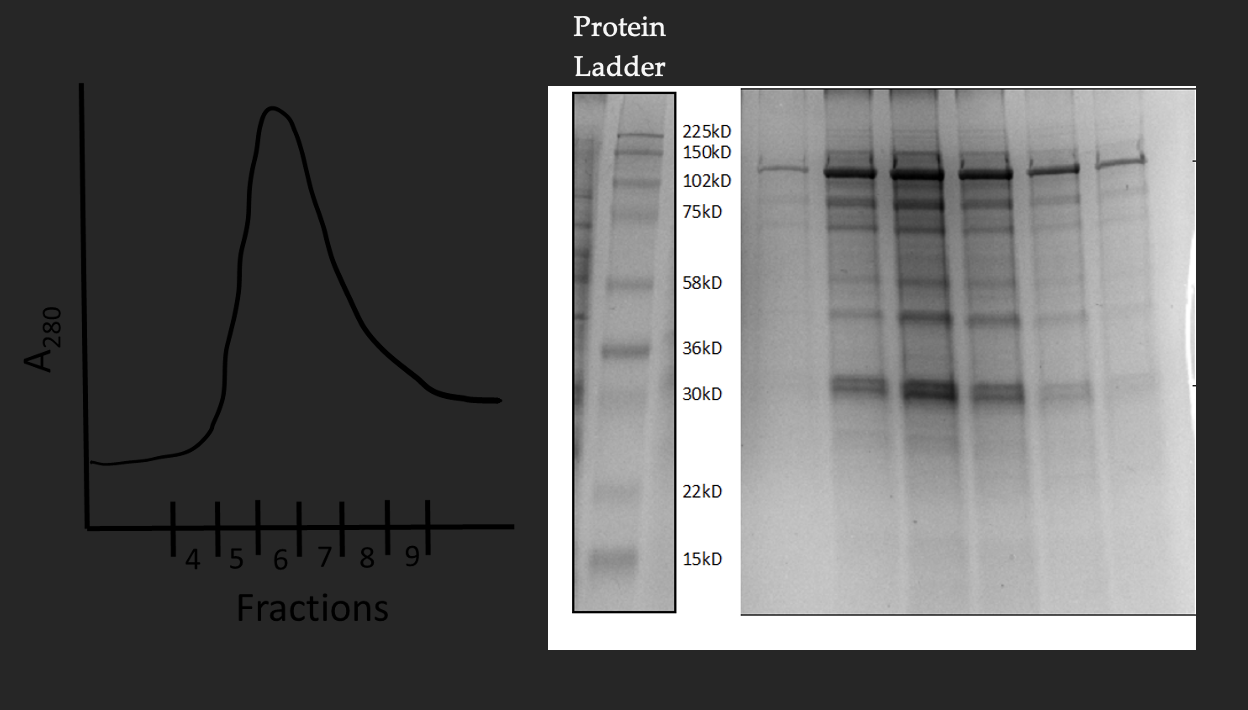 Protein Ladder 1