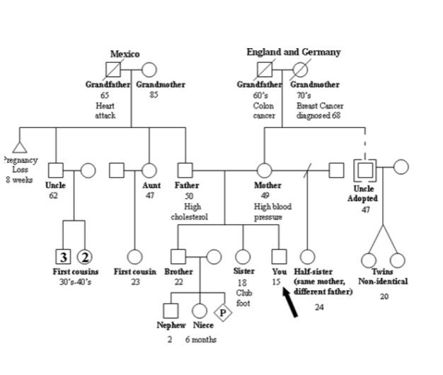 Please Interpret This Genogram What Are The Common Themes 1