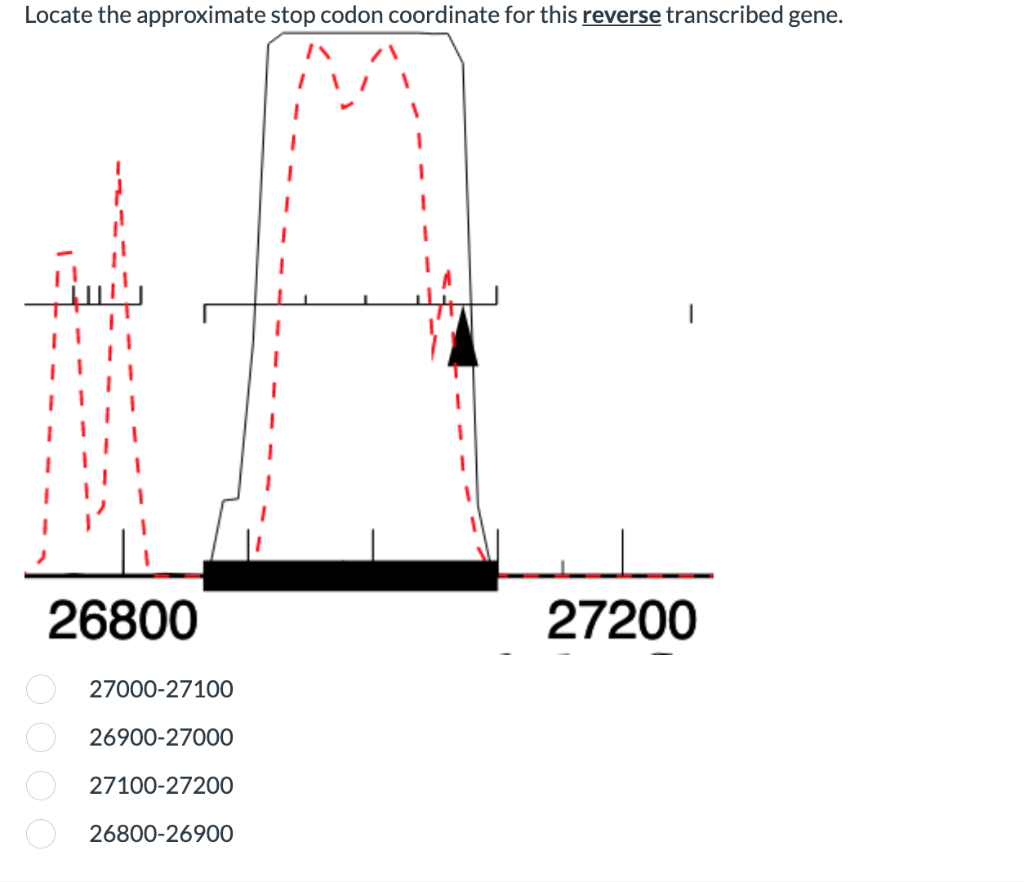 Locate The Approximate Stop Codon Coordinate For This Reverse Transcribed Gene 1