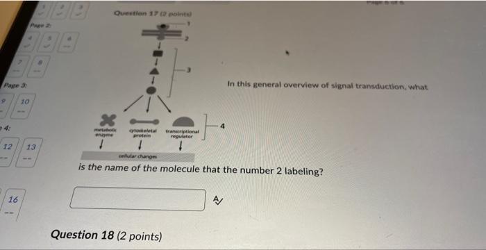 This General Overview Of Signal Transutuction What Is The Name Of The Molecule That The Number 2 Labeling A Question 1