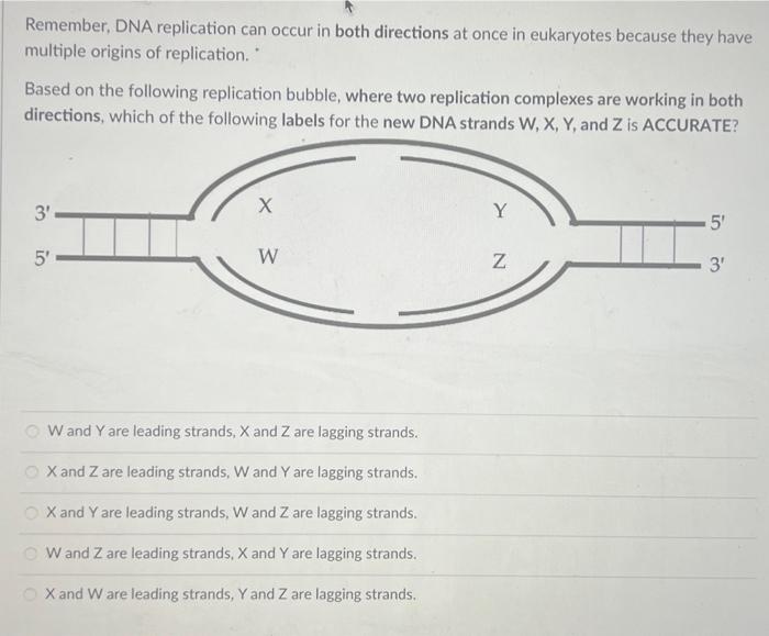 Remember Dna Replication Can Occur In Both Directions At Once In Eukaryotes Because They Have Multiple Origins Of Repli 1