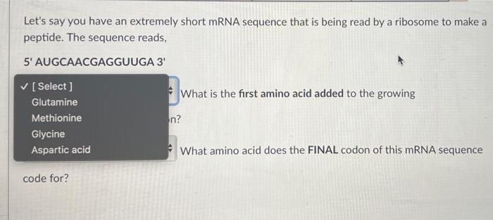 Let S Say You Have An Extremely Short Mrna Sequence That Is Being Read By A Ribosome To Make A Peptide The Sequence Rea 2