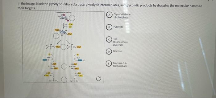 In The Image Label The Glycolytic Initial Substrate Glycolytic Intermediates And Glycolytic Products By Dragging The 1