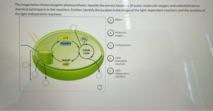 The Image Below Shows Oxygenic Photosynthesis Identify The Correct Locations Of Water Molecular Oxygen And Carbohydra 1
