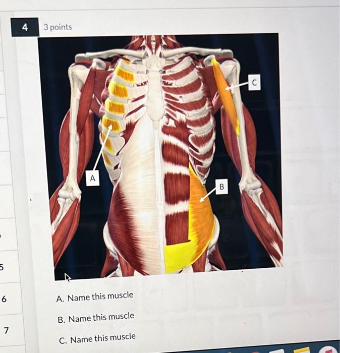 A Name This Dony Iearuic B Name This Bony Feature A Name This Muscle B Name This Muscle C Name This Muscle A Na 2