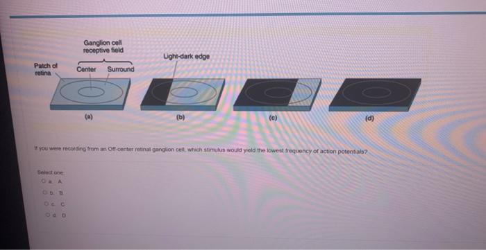 Match The Correct Signaling Step In The Correct Order For Light Activation Of A Rod Photoreceptor If You Were Recodont 2