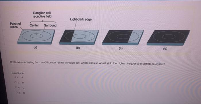 Match The Correct Signaling Step In The Correct Order For Light Activation Of A Rod Photoreceptor If You Were Recodont 3