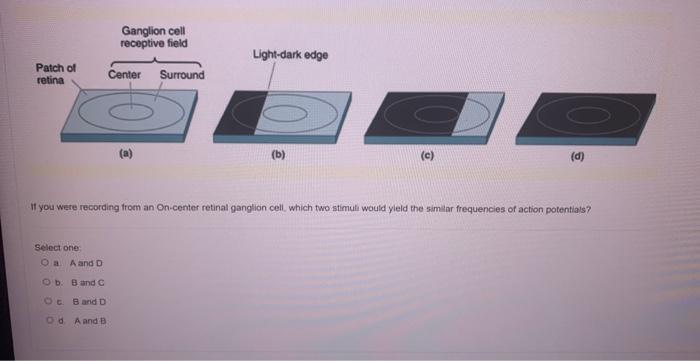 If You Were Recording From An On Center Retinal Ganglion Cell Which Fwo Stimuli Would Yleld The Sim Iar Frequencies Of 1