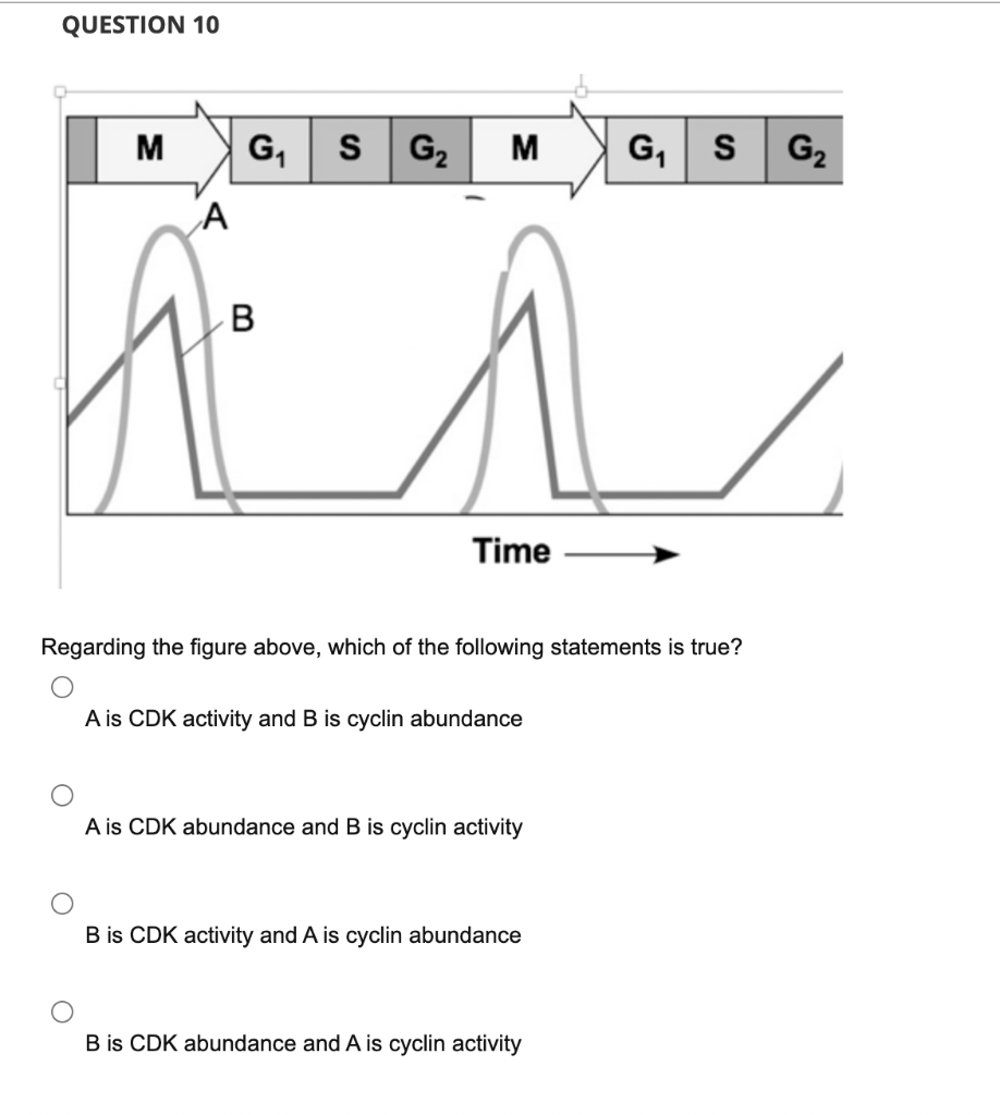 Question 10 Regarding The Figure Above Which Of The Following Statements Is True A Is Cdk Activity And B Is Cyclin Abu 1