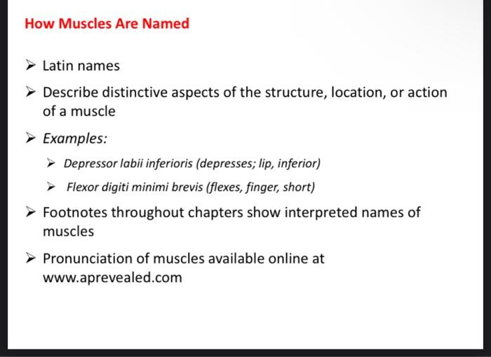 Please Help Me To Make A Table Of Muscles Of Anatomy And Physiology 1 Chapter 10 It S Due Tonight Dont Have Any Other P 2