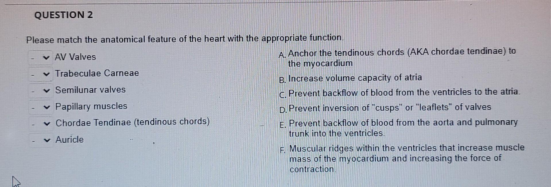 Please Match The Anatomical Feature Of The Heart With The Appropriate Function Av Valves Trabeculae Carneae Semiluna 1